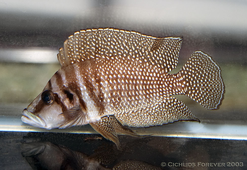 Altolamprologus calvus White01m.jpg