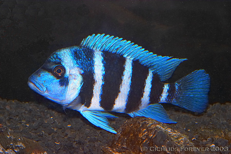 Cyphotilapia frontosa Blue Zaire Kapampa