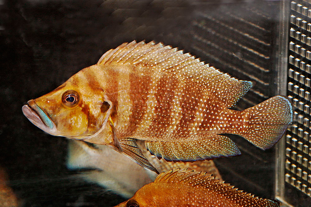 Altolamprologus compressiceps Zebra Kipili
