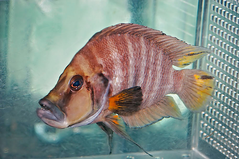 Altolamprologus compressiceps Red Fin