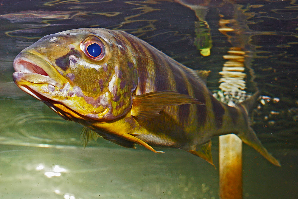 Boulengerochromis microlepis