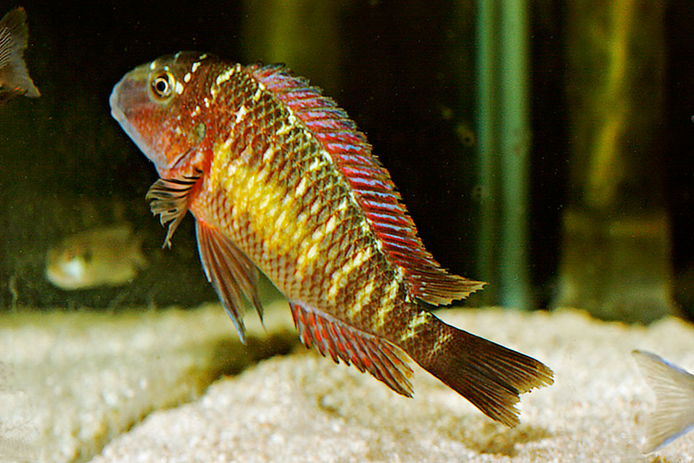 Tropheus moorii Ilangi