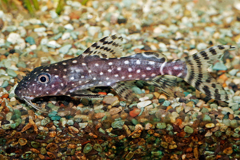 Synodontis angelica