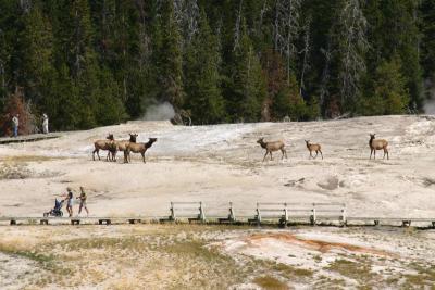 Elk in the Geyser Basin