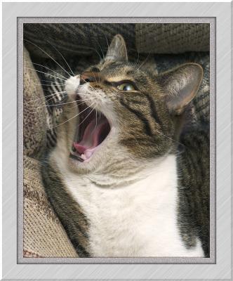 The Scream.jpg