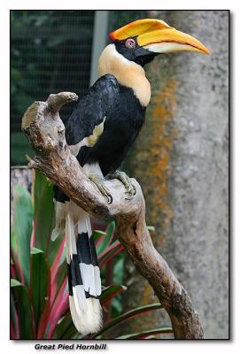 Great Pied Hornbill - female