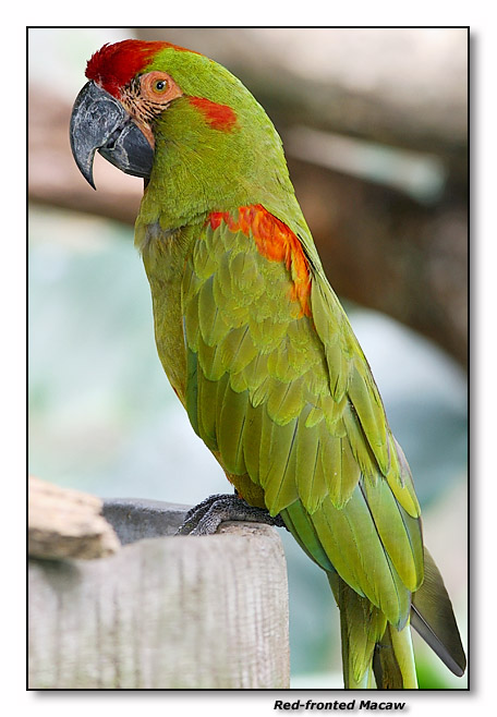 Red-fronted Macaw