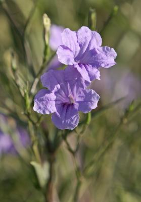 u33/rafael_enrique/medium/35644491.IMG_6123PurpleFlowersMod.jpg