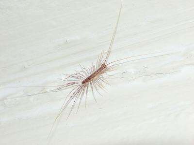 Mr. Legs