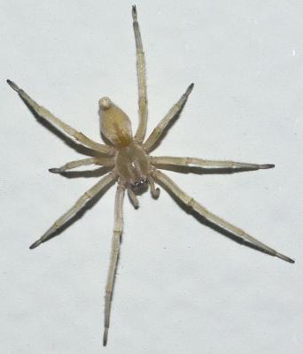 Not for Arachnophobes