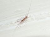 Mr. Legs