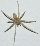 Not for Arachnophobes