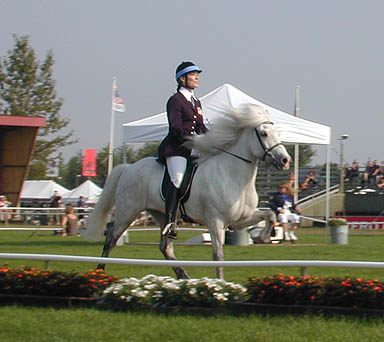 World Championships for Icelandic Horses: July - Aug. 2003