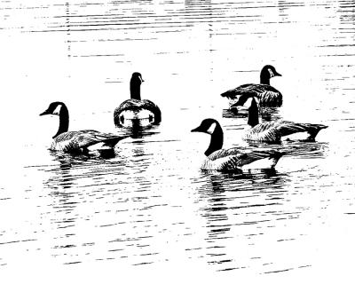 [November 9th] Geese