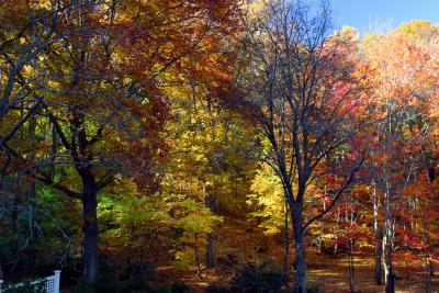 A crescendo of fall colors