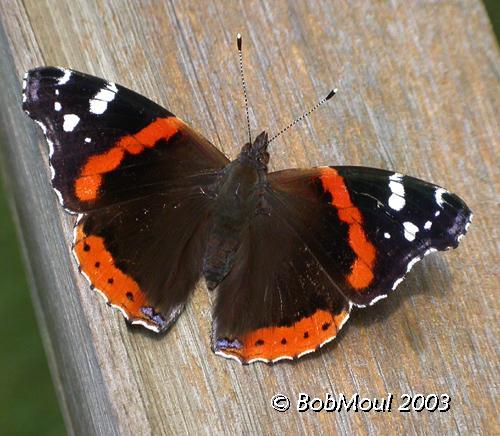 <h5><big>Red Admiral<br></big><em>Vanessa atalanta</h5></em>