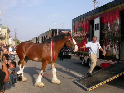 Loading the Clydesdales