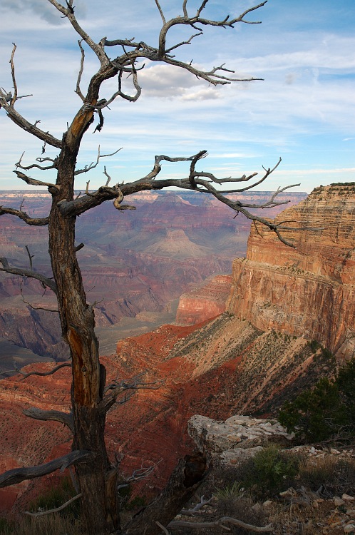 Dead Tree over the Canyon.jpg
