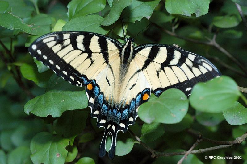 E. Tiger Swallowtail Butterfly