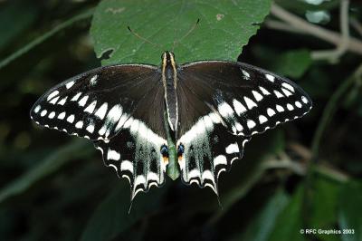 Palamedes Swallowtail Butterfly