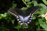 Spicebush Swallowtail Butterfly