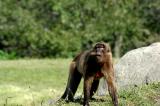 Baboon 1