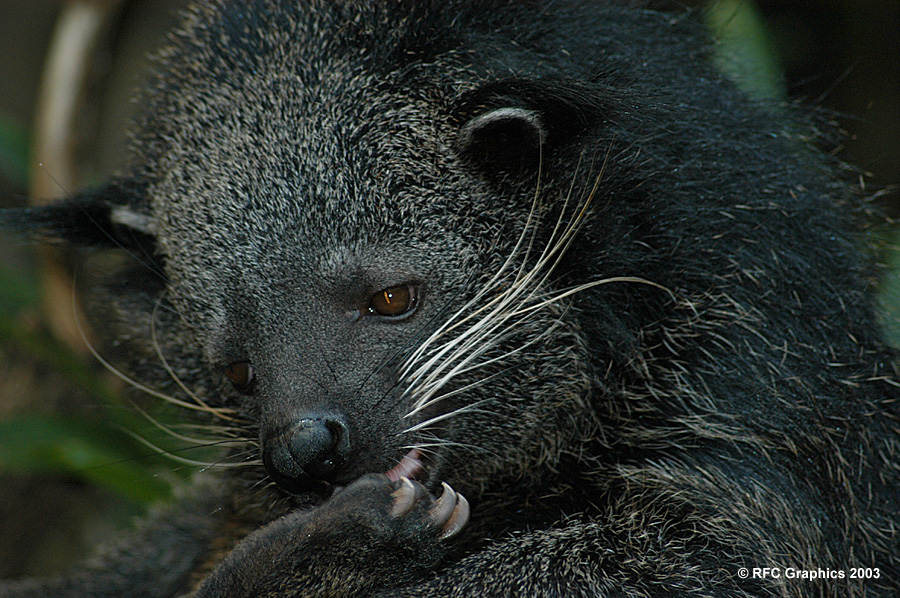 Bear Cat