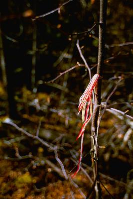 Blessing knots 