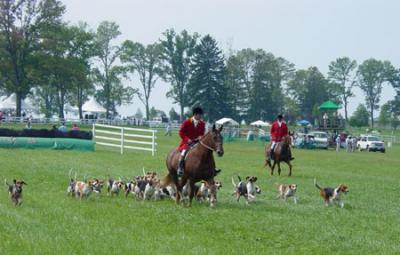 Presenting the hounds