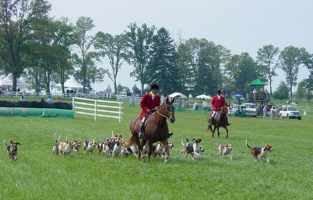 Presenting the hounds