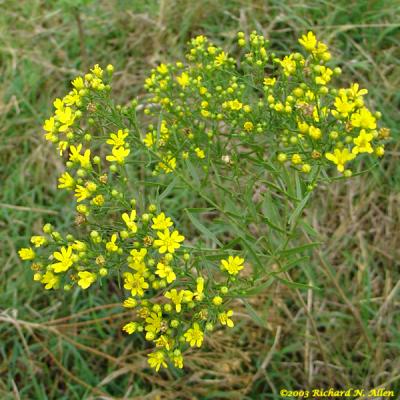 Broom Weed