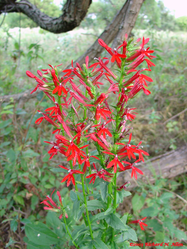 Cardinal Flower