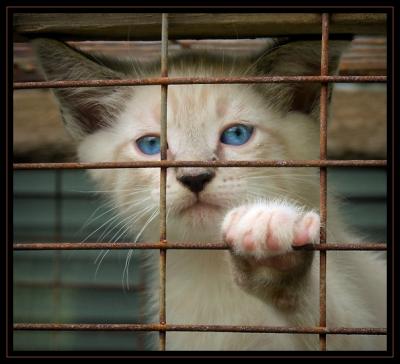 JPG 5a SB caged kitty P9061893.jpg