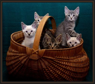 JPG 3 SB 5 Kittens aP9141964.jpg
