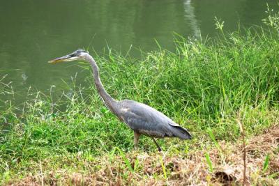 u33/richnor/medium/21563141.GreatBlueHeronatRiversidePark.jpg