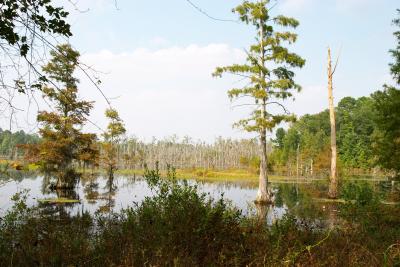 Cypress Swamp.jpg