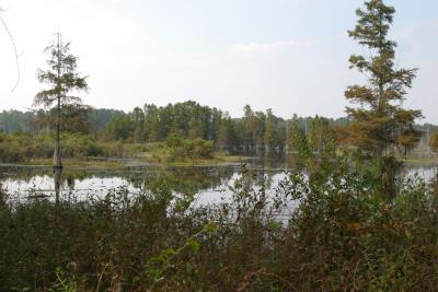 Cypress Swamp 2.jpg
