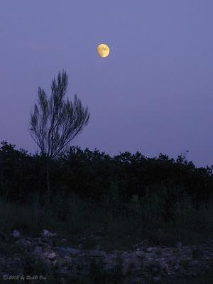 Moonrise at WildflowerHaven