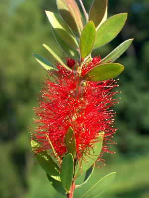 Bottlebrush.JPG