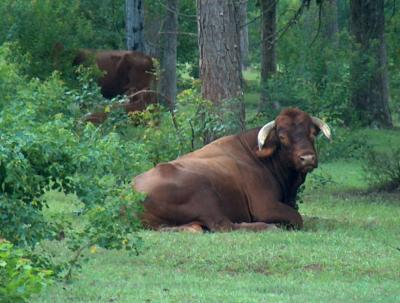Bull.JPG