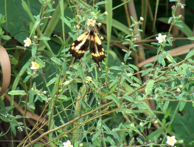 Butterfly.JPG