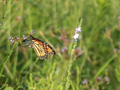 Butterfly 2.JPG
