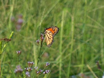 Butterfly 3.JPG