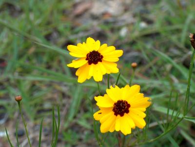 Coreopsis.JPG