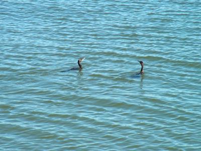 Cormorants.JPG