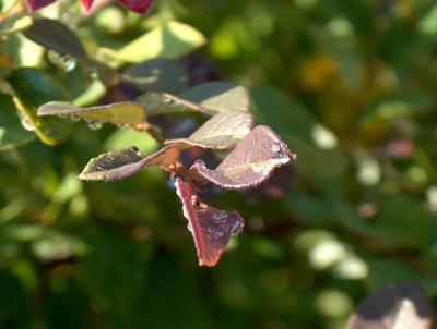 Dew on Leaves.JPG