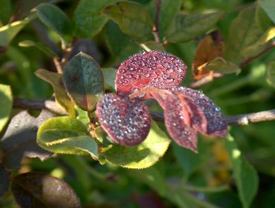 Dew on Leaves 2.JPG