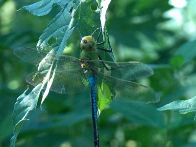 Dragonfly.JPG