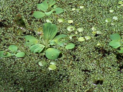 Duck Weed Etc.JPG