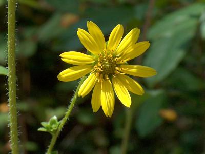 Flower 2.JPG